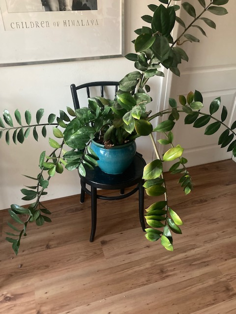 Pokojové rostliny - zamiolukas - 3