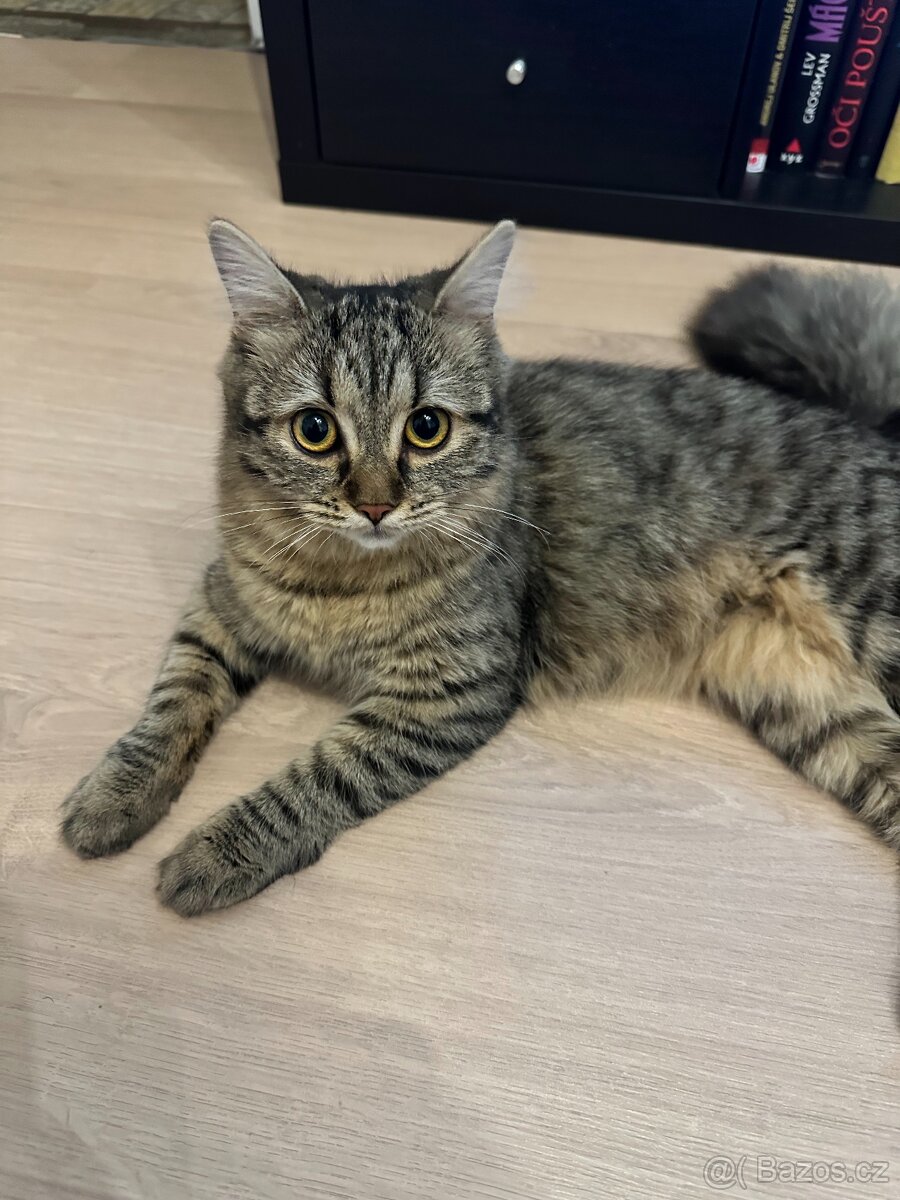 Daruji dvou letou kočičku Connie - 3