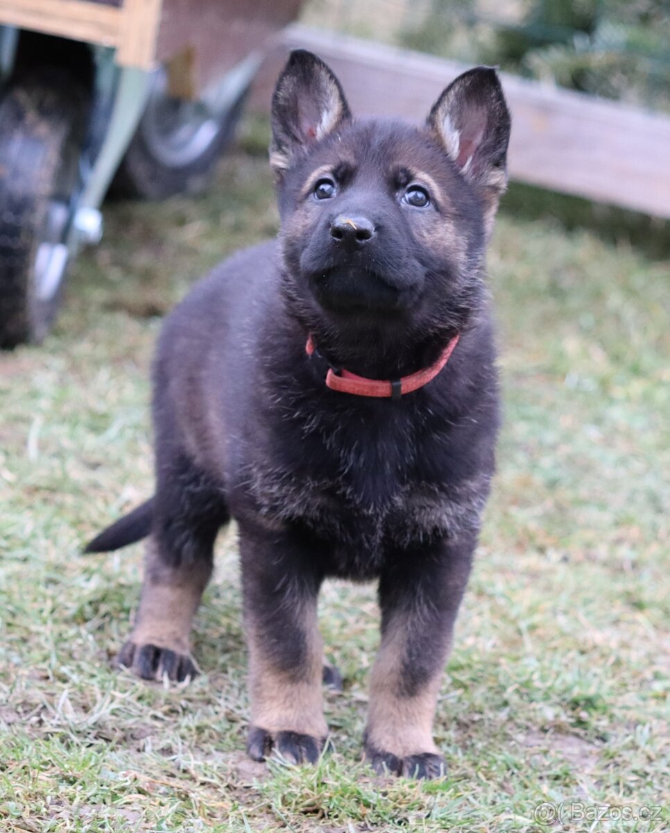 Německý ovčák s PP - 3