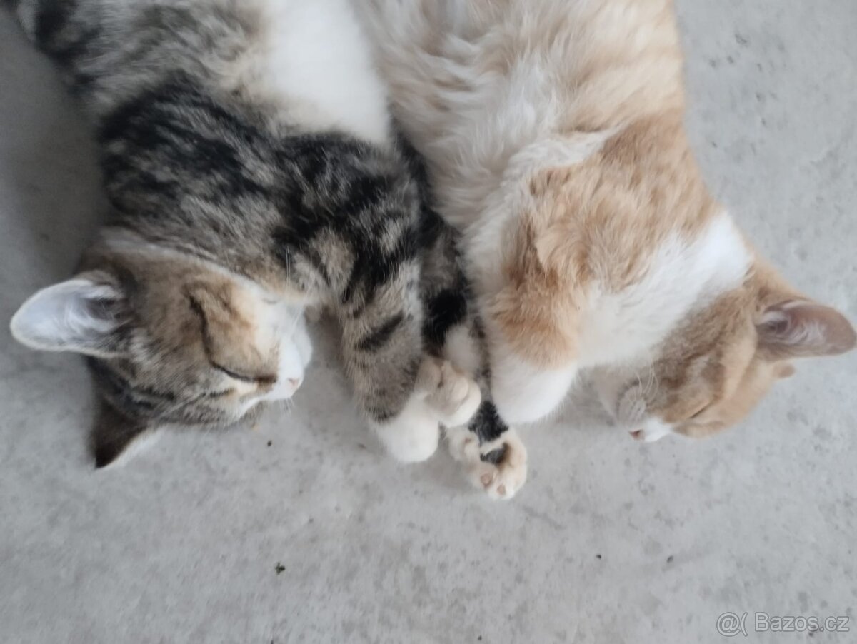 Daruji koťata - 3