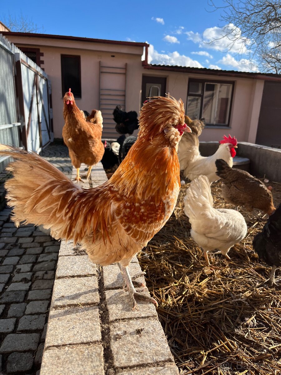 Prodám kohouty paduánky - 3