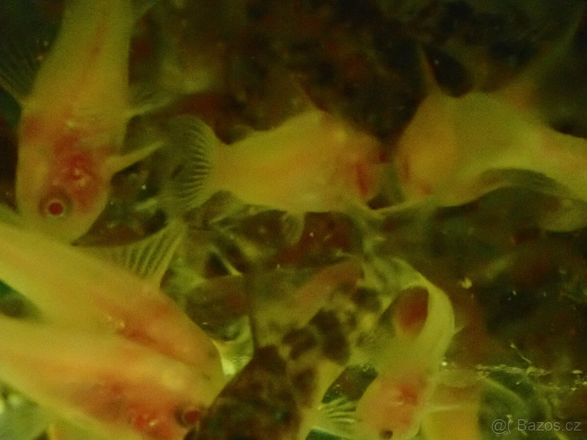 Pancéřníček skvrnitý albín - 3