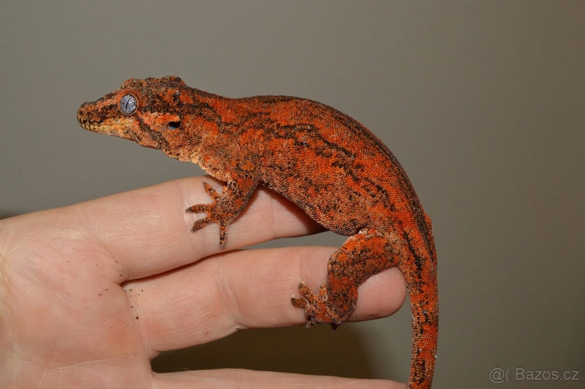 Rhacodactylus auriculatus - 3