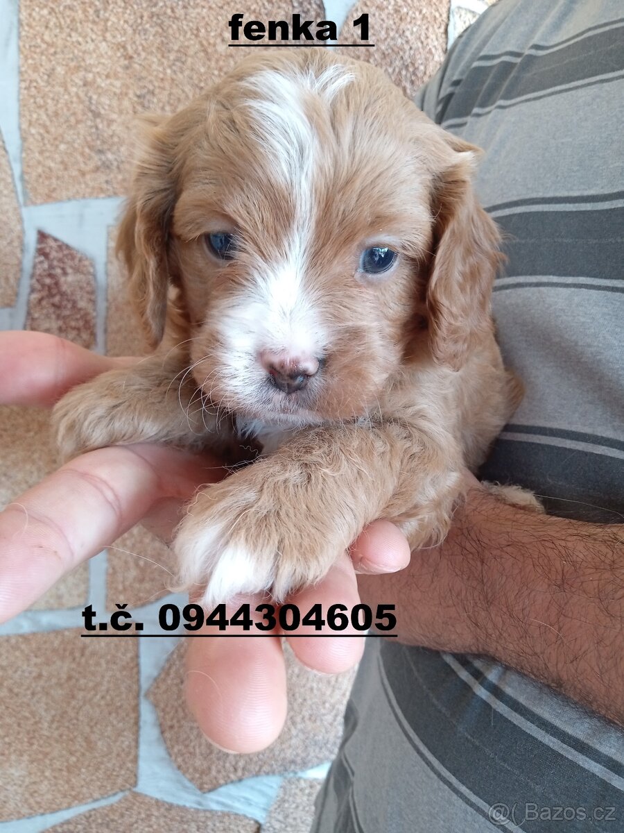 cavapoo - 3