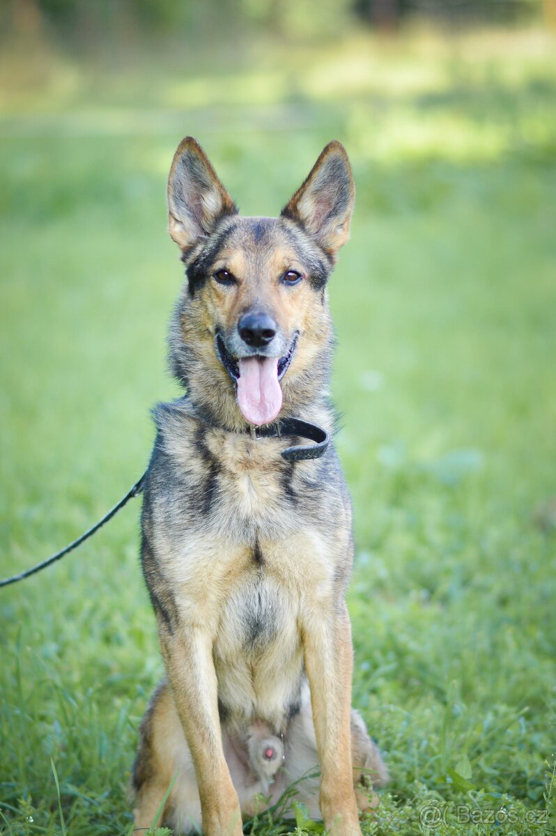 REX - energický 6ti letý kříženec ovčáka - 3