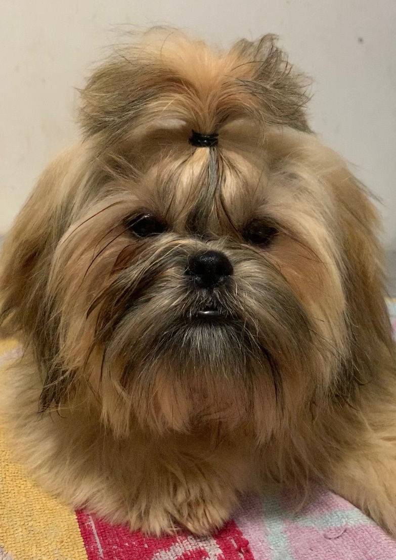 Štěňata Shih Tzu s doklady FCI - 3