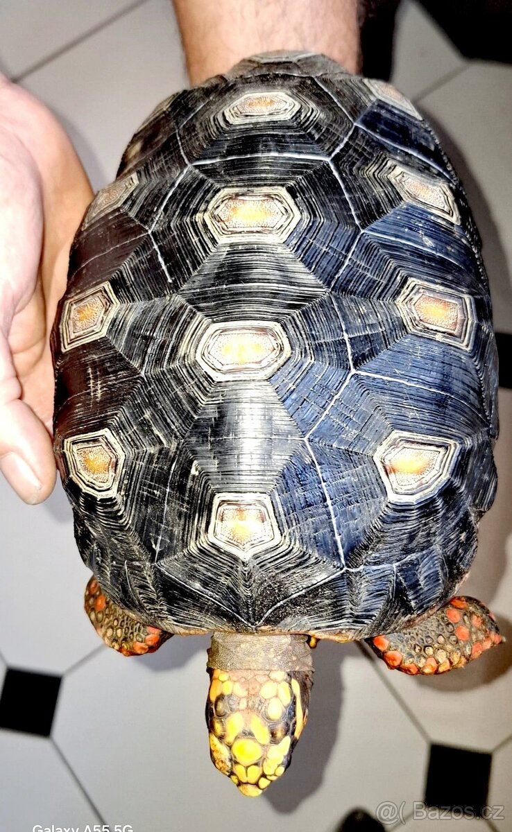 Želva uhlířská - 3