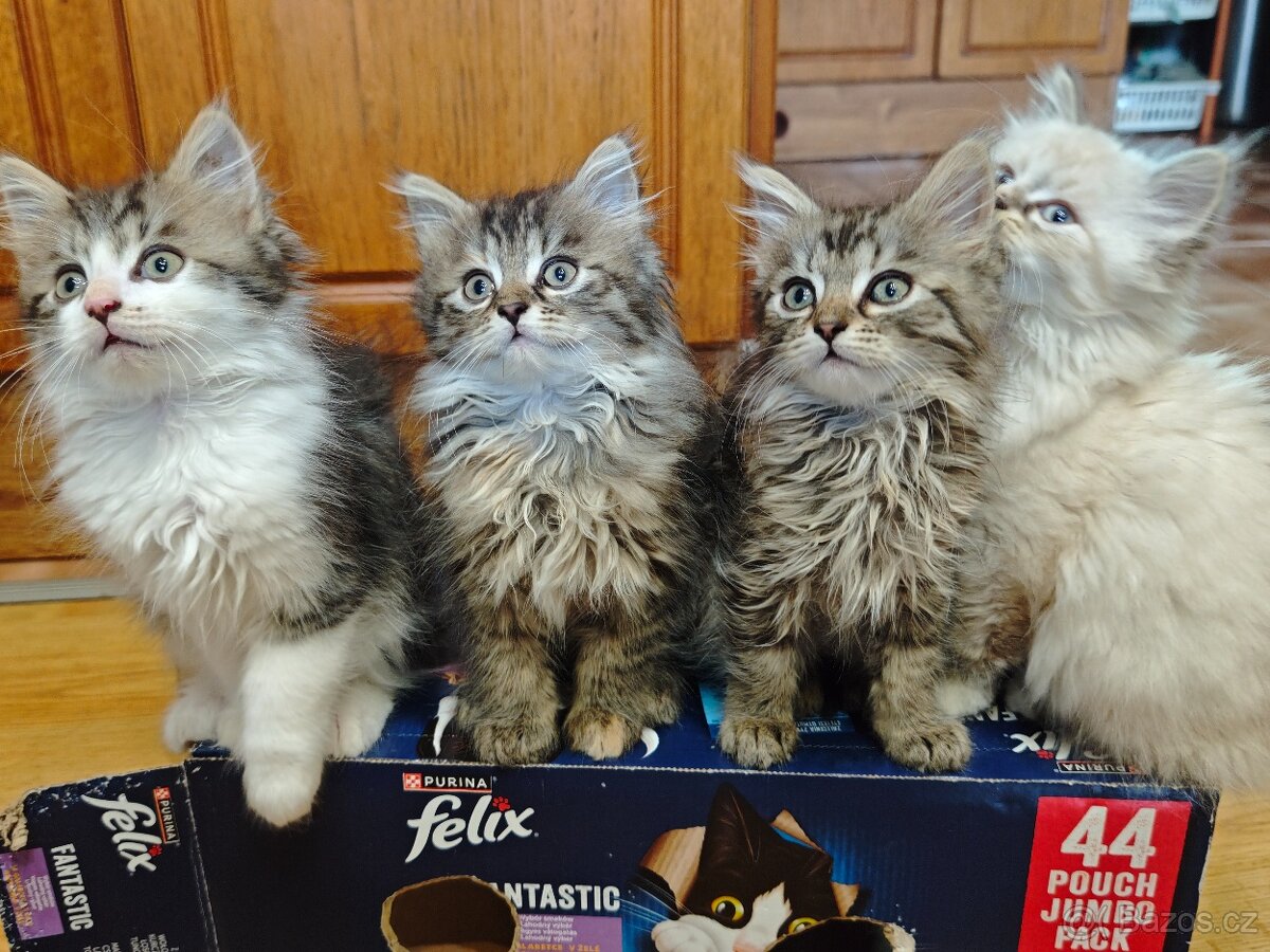 Koťata britská dlouhosrstá - 3