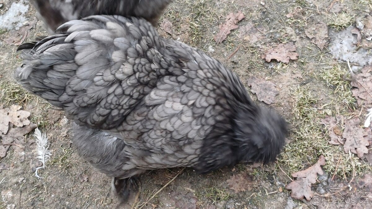 Hedvábnička slepička - 3