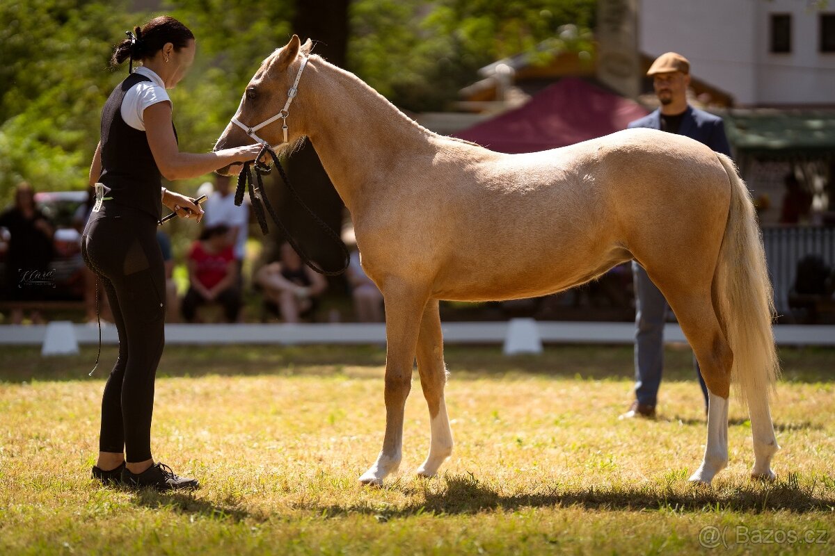 Prodám klisnu welsh pony, sekce B. - 3