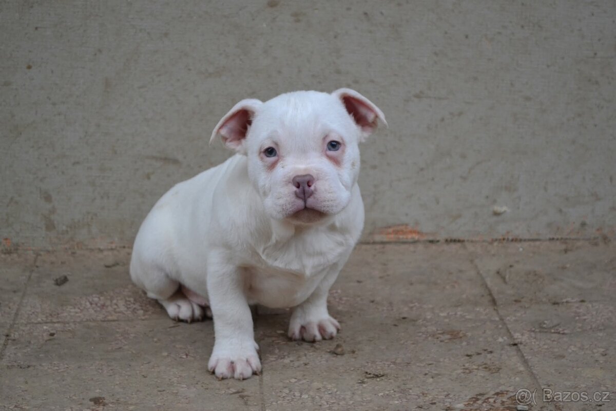 American bully pocket / standard - 3