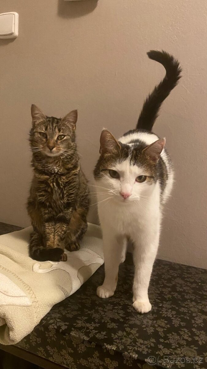 Daruji 2 kocoury+kočičku - 3