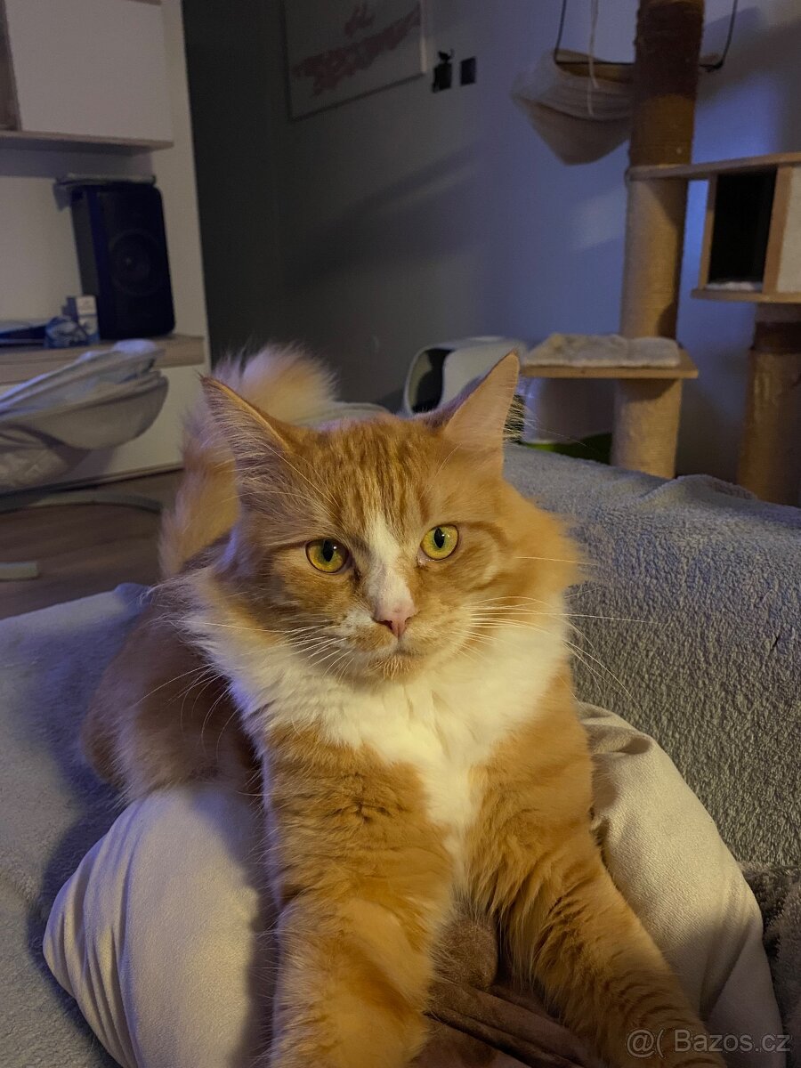 Kocourek a Kočička - 3