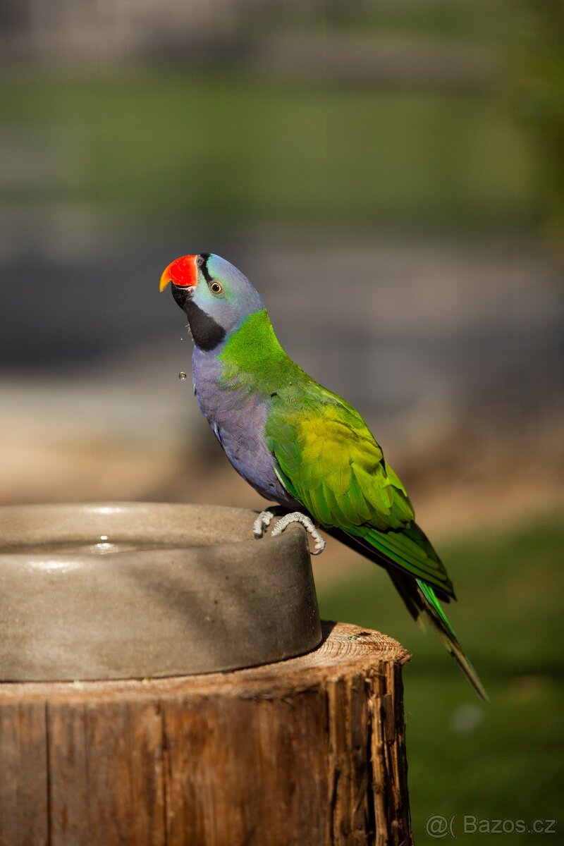 Alexandr čínský - 3