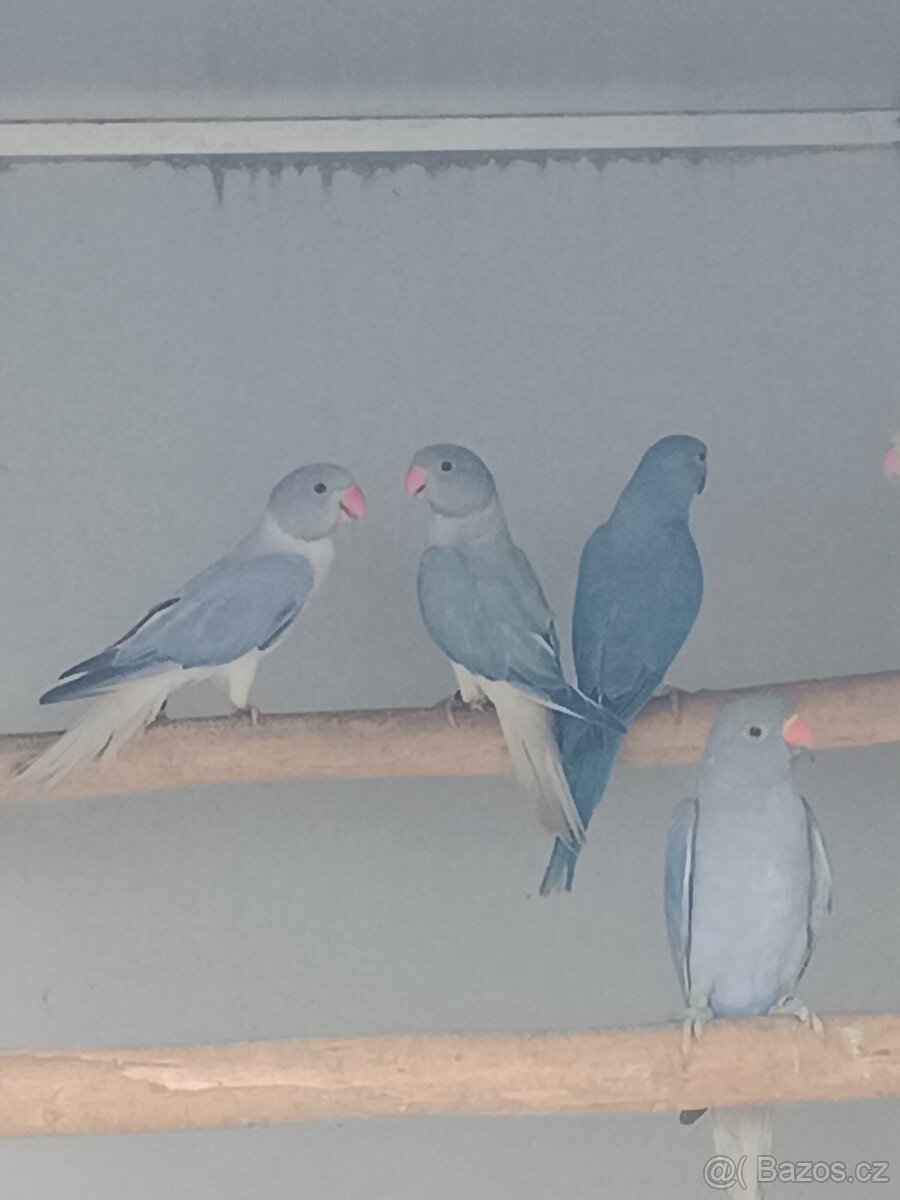 Alexandr malý 2026 - 3