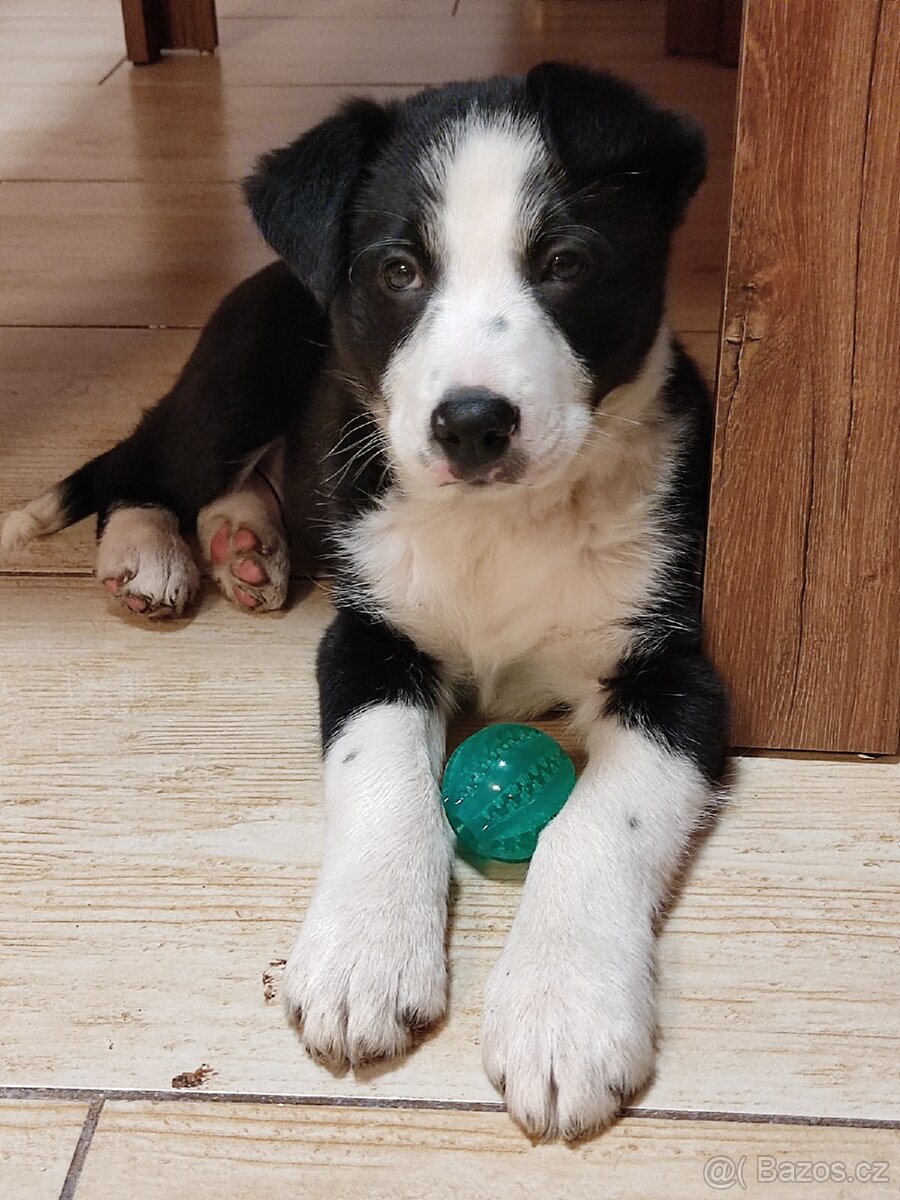 Border kolie již k odběru - 3