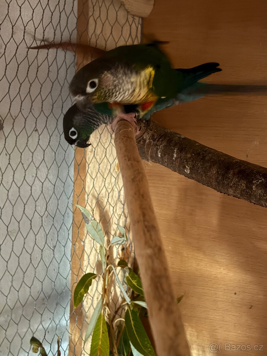 Prodám chovný pár pyrur - 3