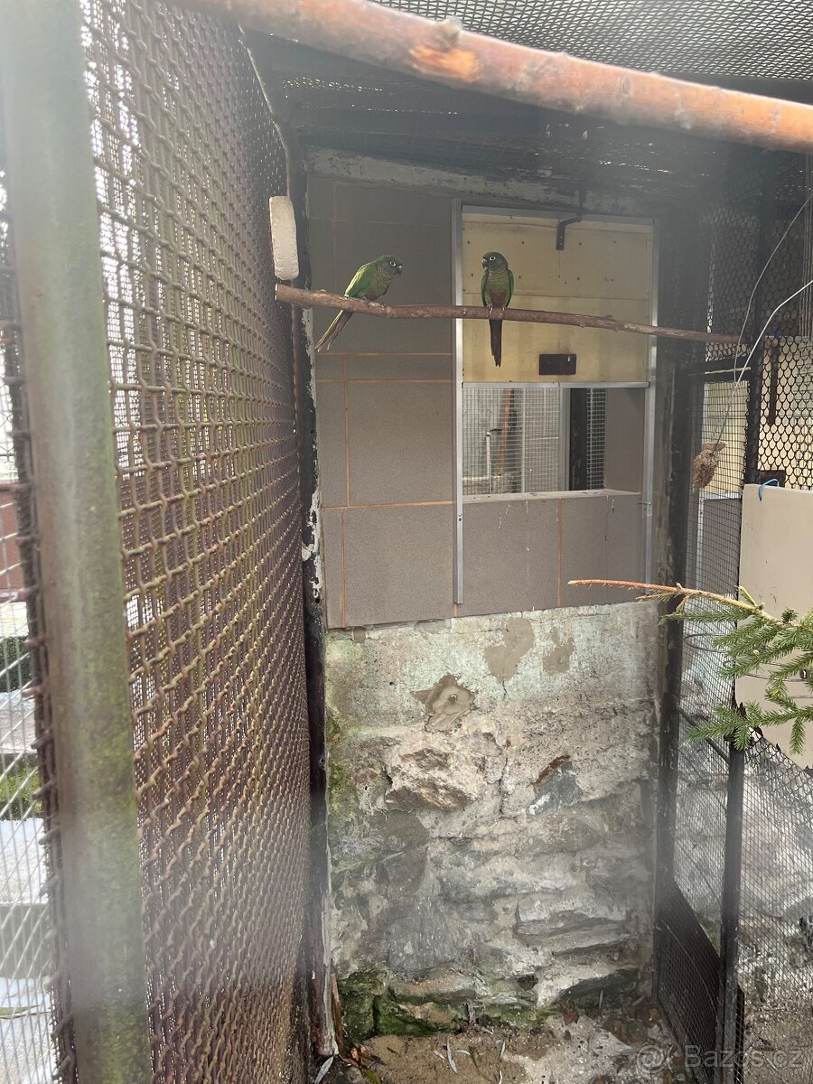 Pyrura hnědouchý - 3