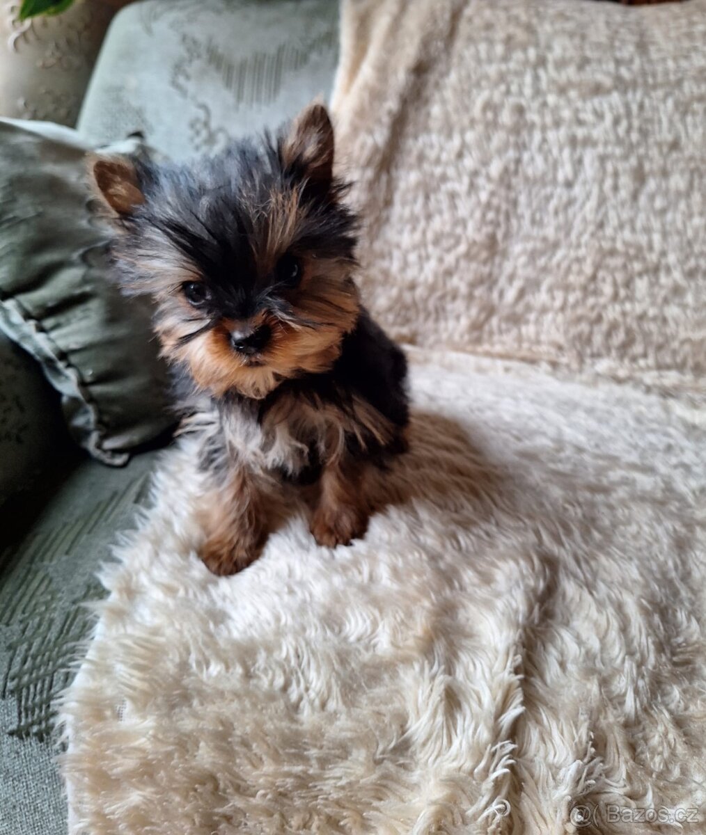 Jork,jorkšírsky terier - 3