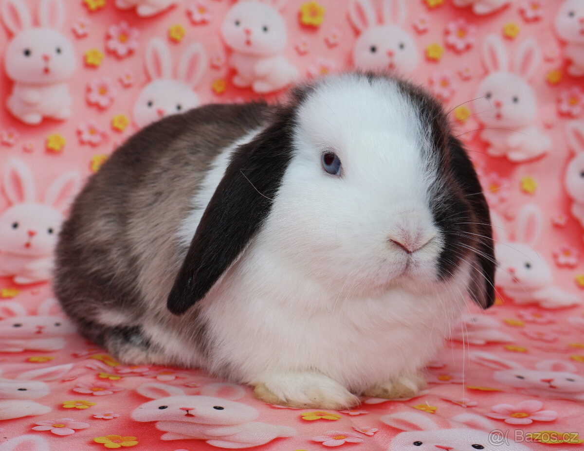 Zakrslý beránek modrooká samička s VP . - 3