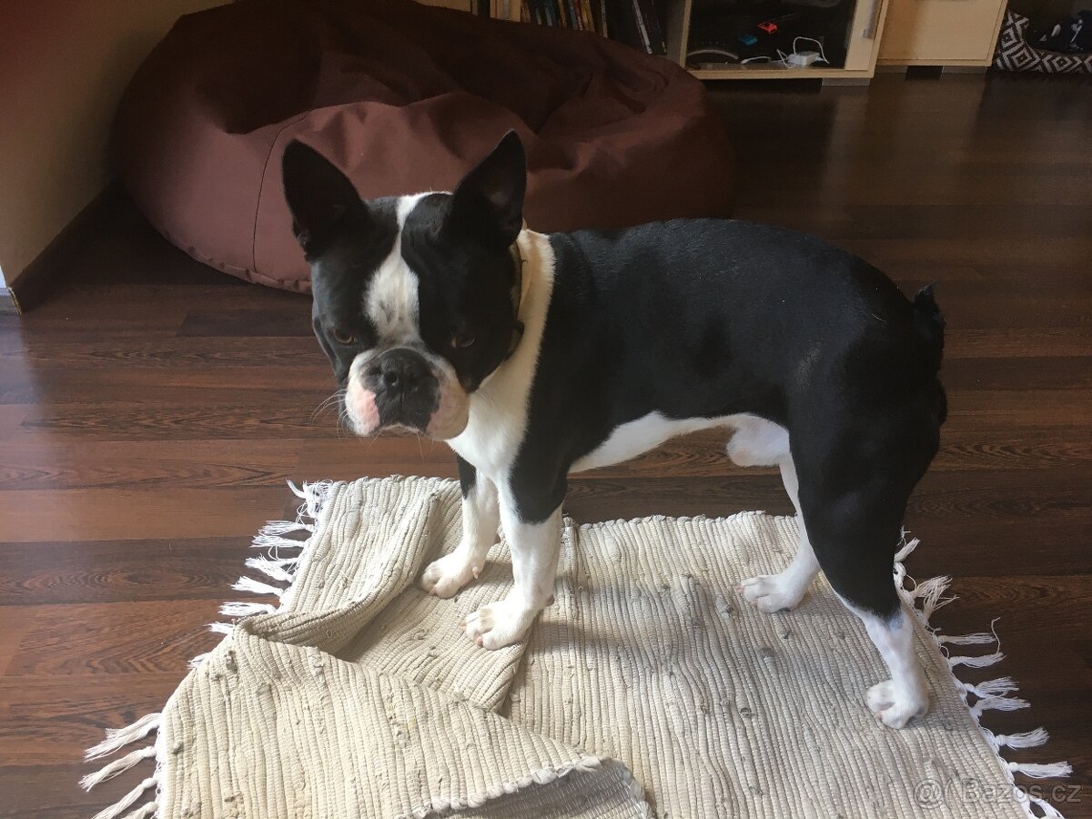Bostonský terier ke krytí - 3