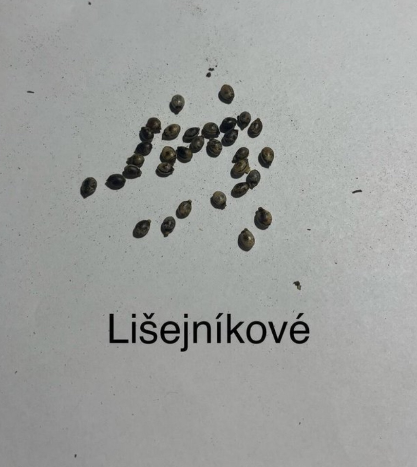 Vajíčka strašilek australských - 3