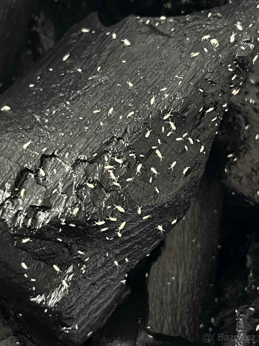 Chvostoskoci (Springtails) - 3