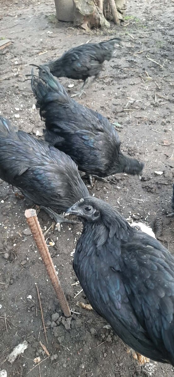 Cemani slepice - 3