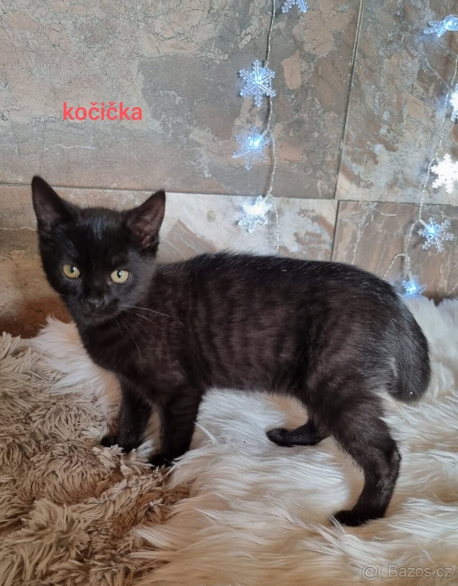 Britská černá krátkosrstá a dlouhosrstá koťata - 3
