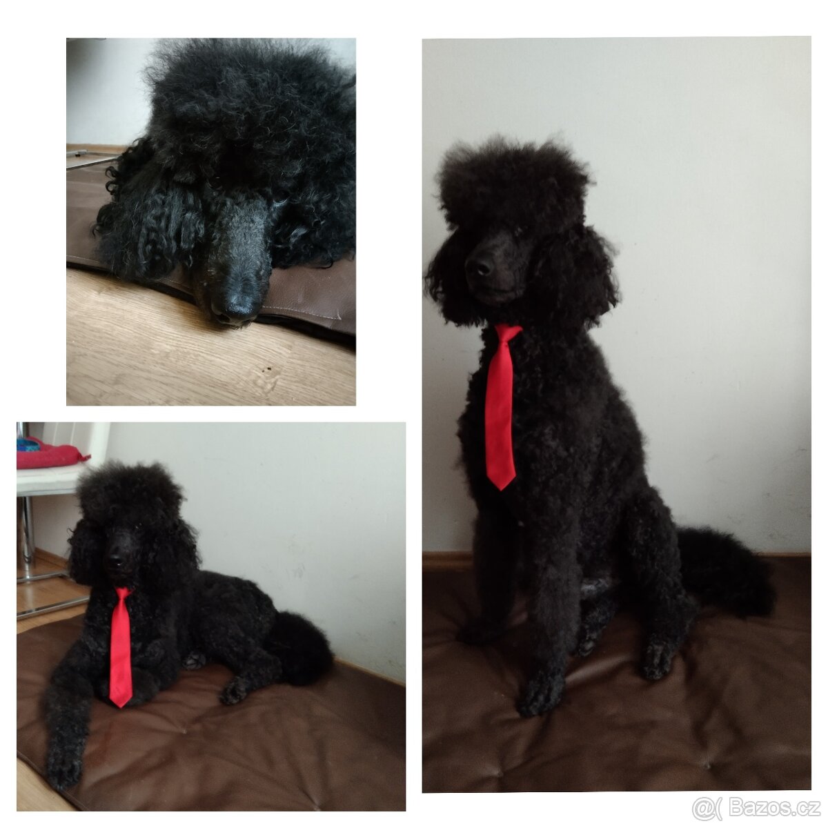 pro křížení psů pro získání potomstva - 3