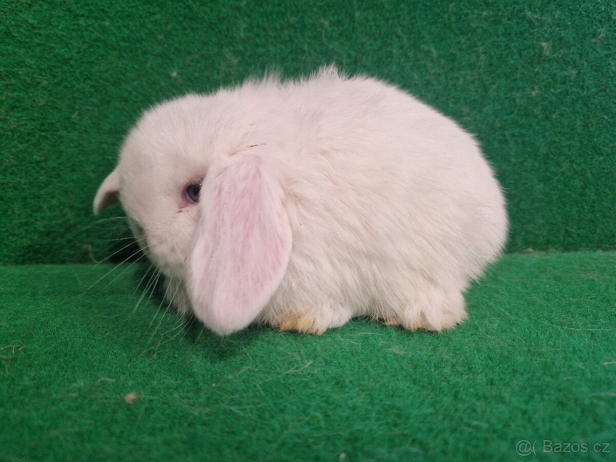 Zakrslý beránek s rodokmenem - 3