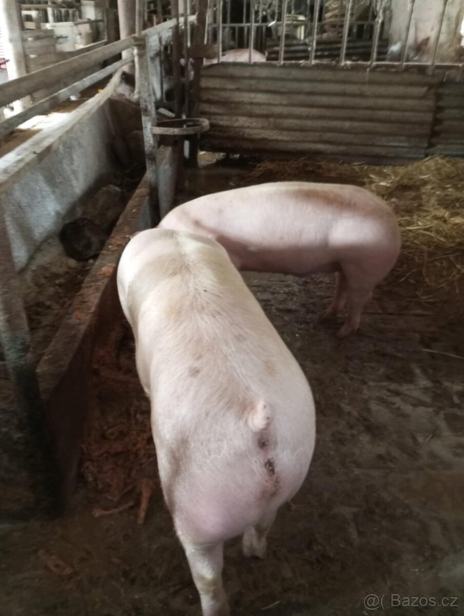prodám prasátko - 3