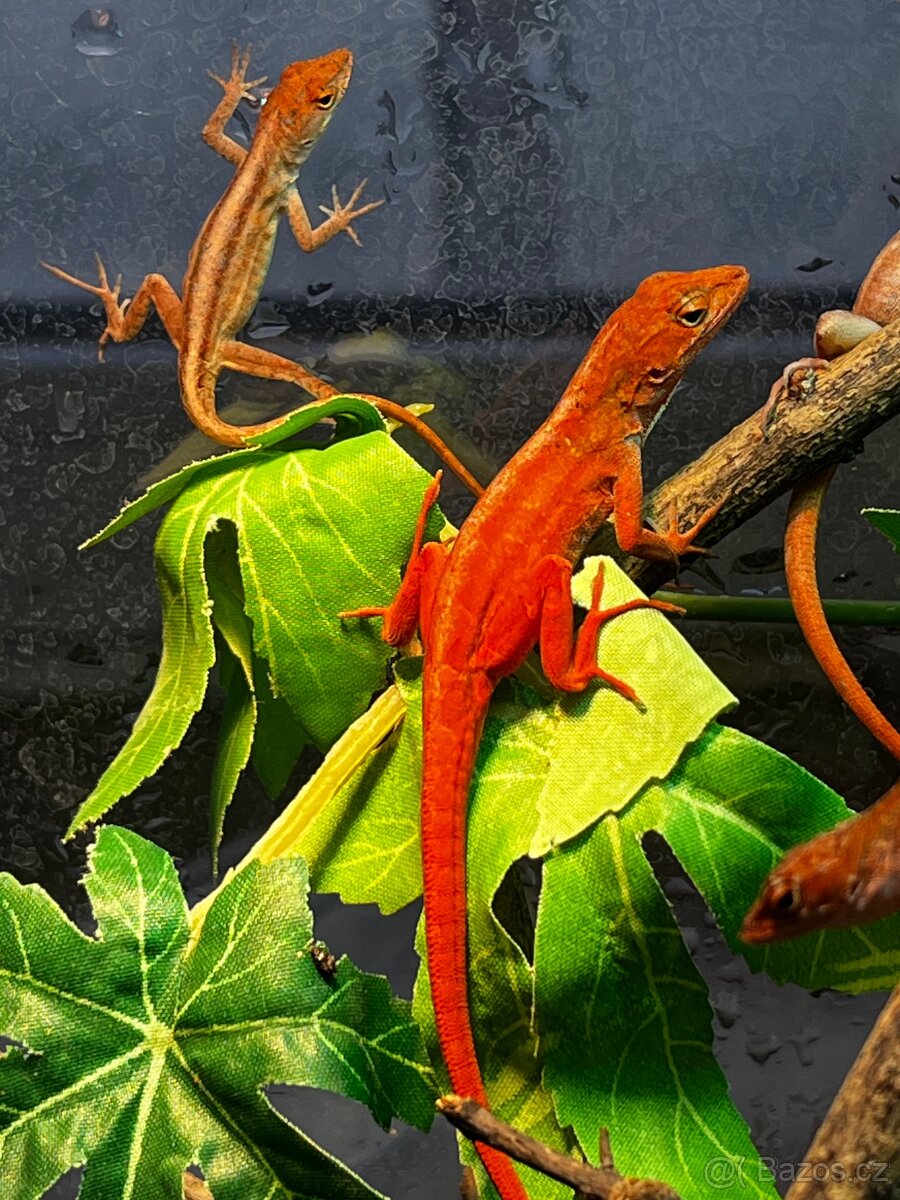 Anolis sagrei RED - 3
