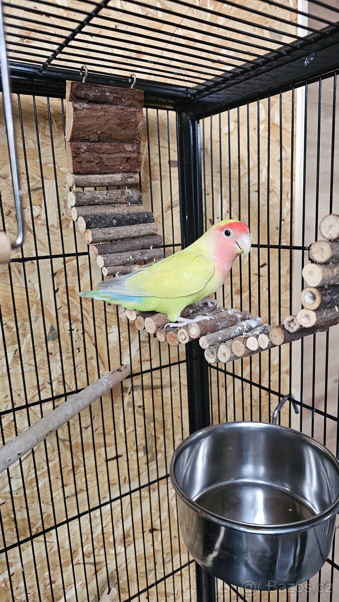 agapornis ruzohrdly pár - 3