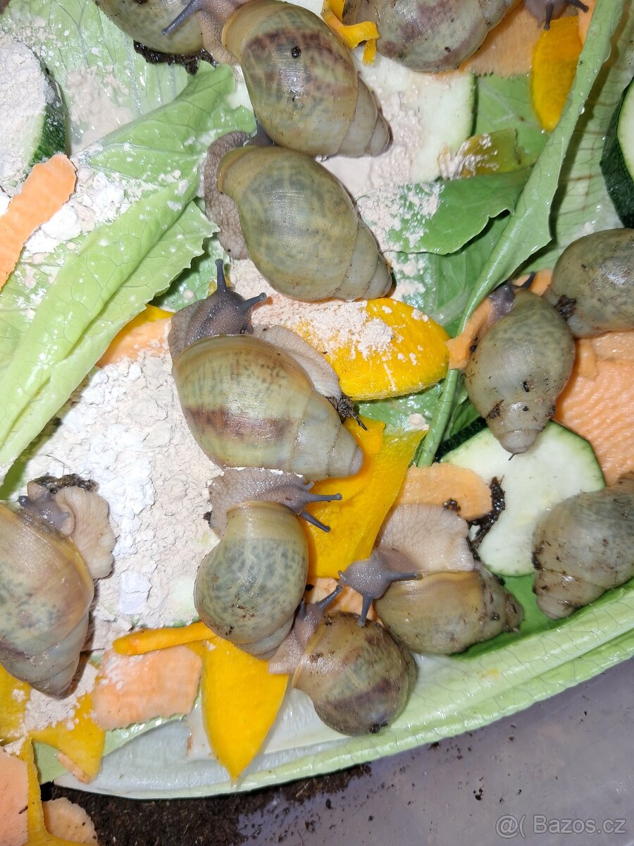 Archachatina pophyrostoma - 3