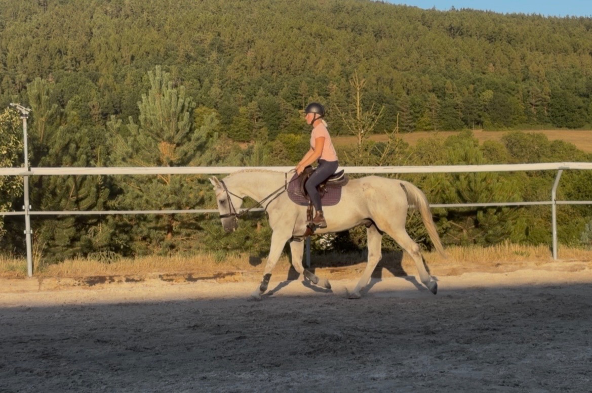 🐴krásný valach pro vhodný pro dítě 🐴 - 3