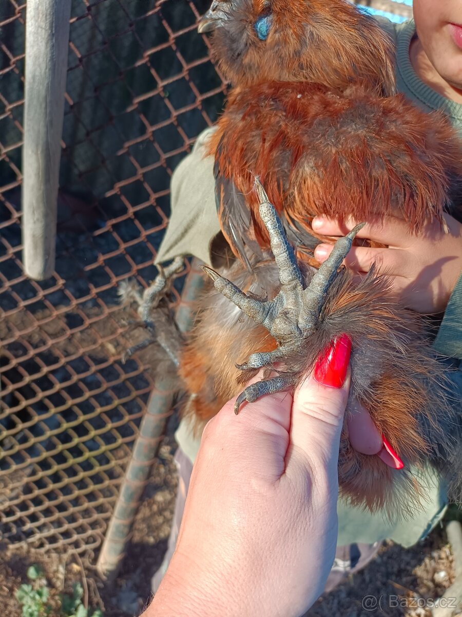 Kohouti Hedvábničky - 3