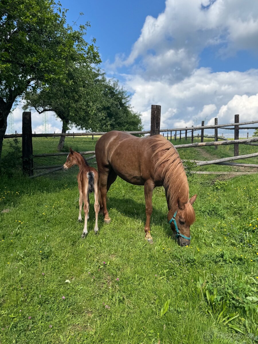 Prodám klisnu, březí po hřebci Mineral - 3