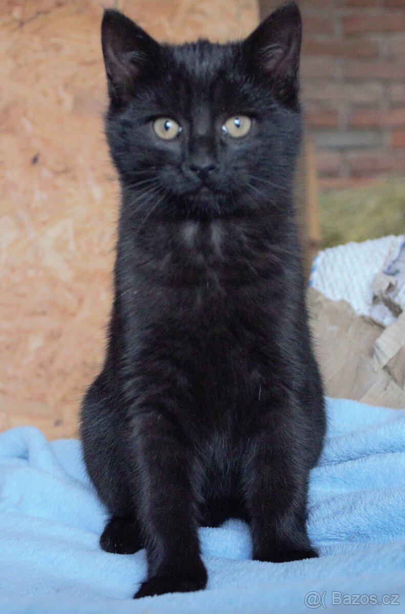 Koťátka - kocourci - 3