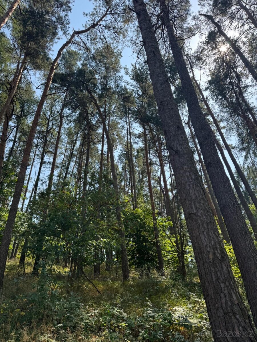 Prodej lesních pozemků v k.ú. Volenice - 3