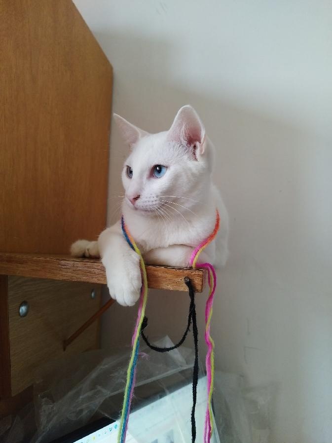 Poslední kocourek - 3