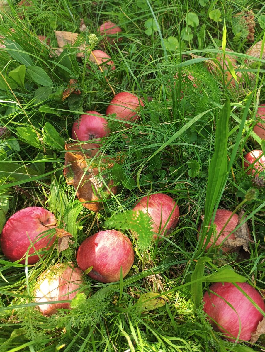 Domácí pálenka 56% z jablek. - 3