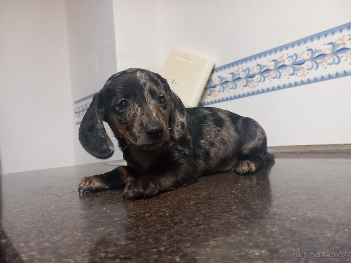 Jezevčík trpasličí - 3