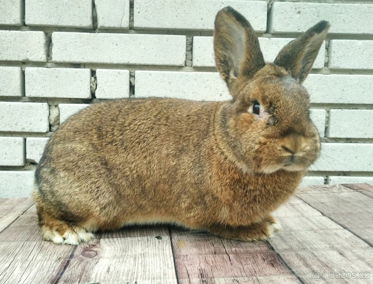 Vídeňský šedý - 3