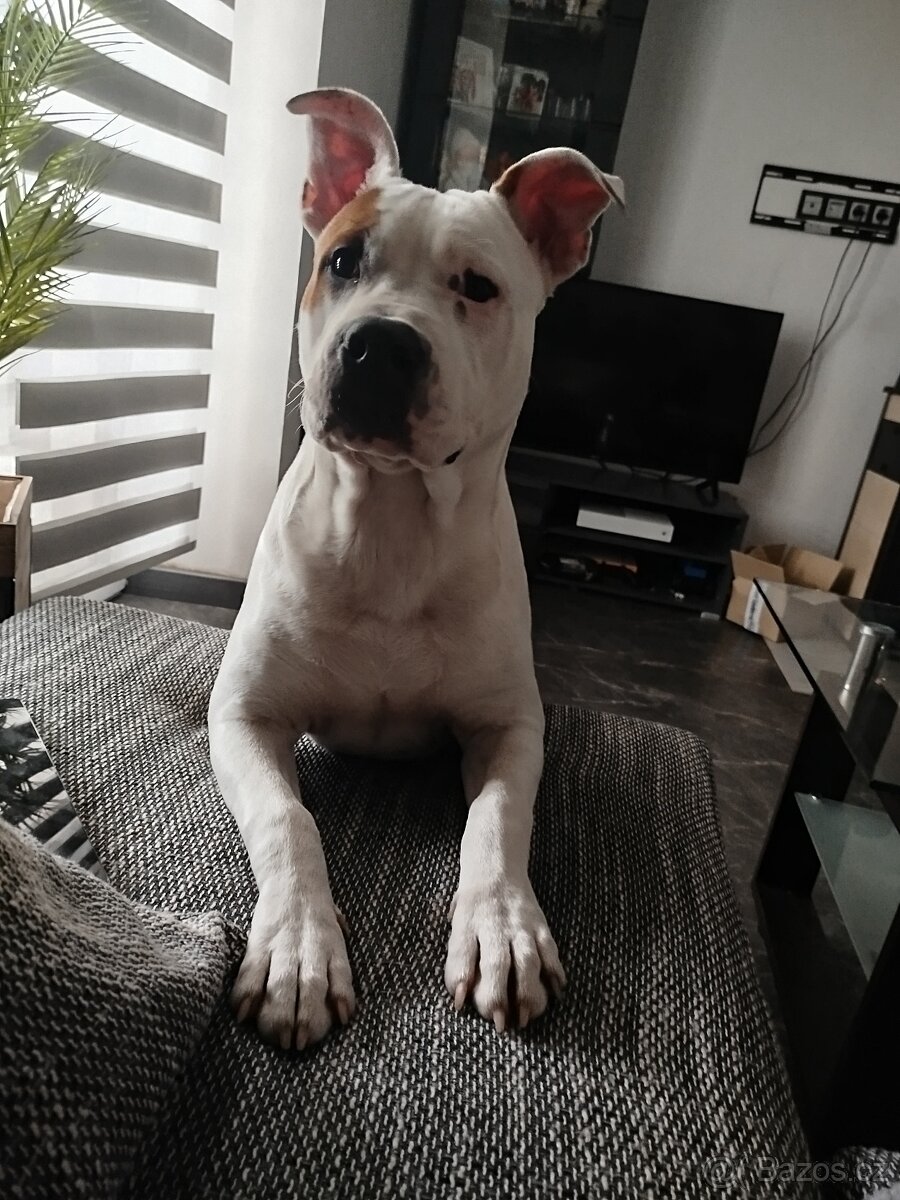 Americký Stafordšírský teriér - 3