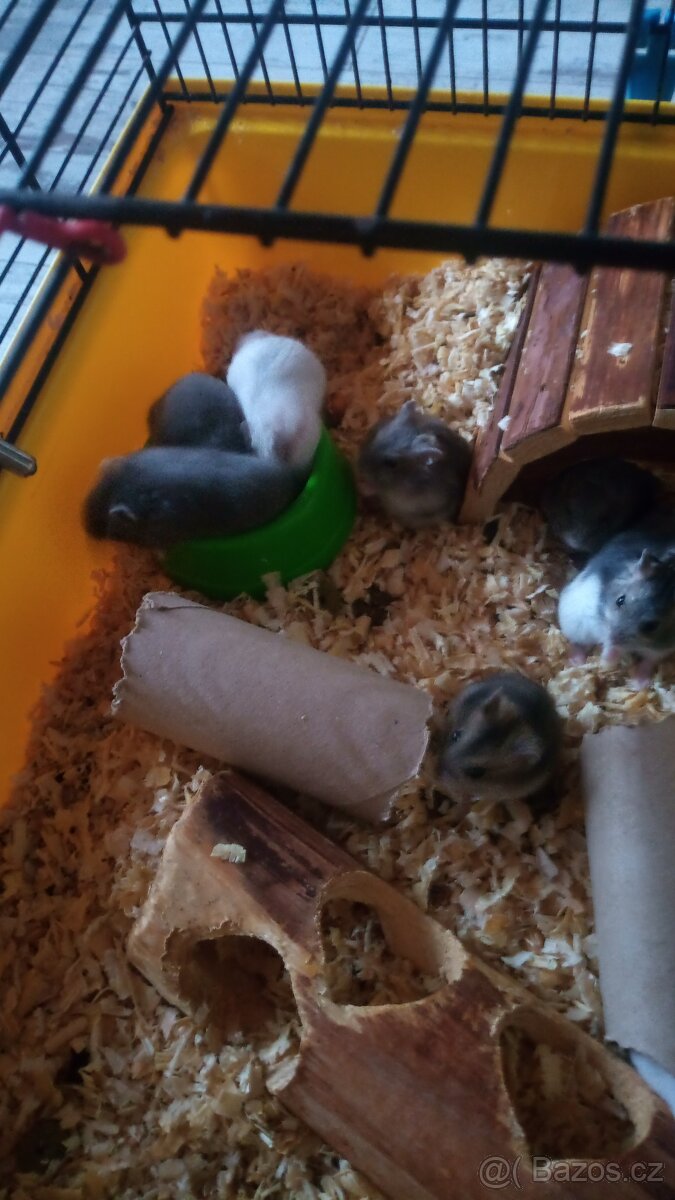 Křeček džungarský - 3