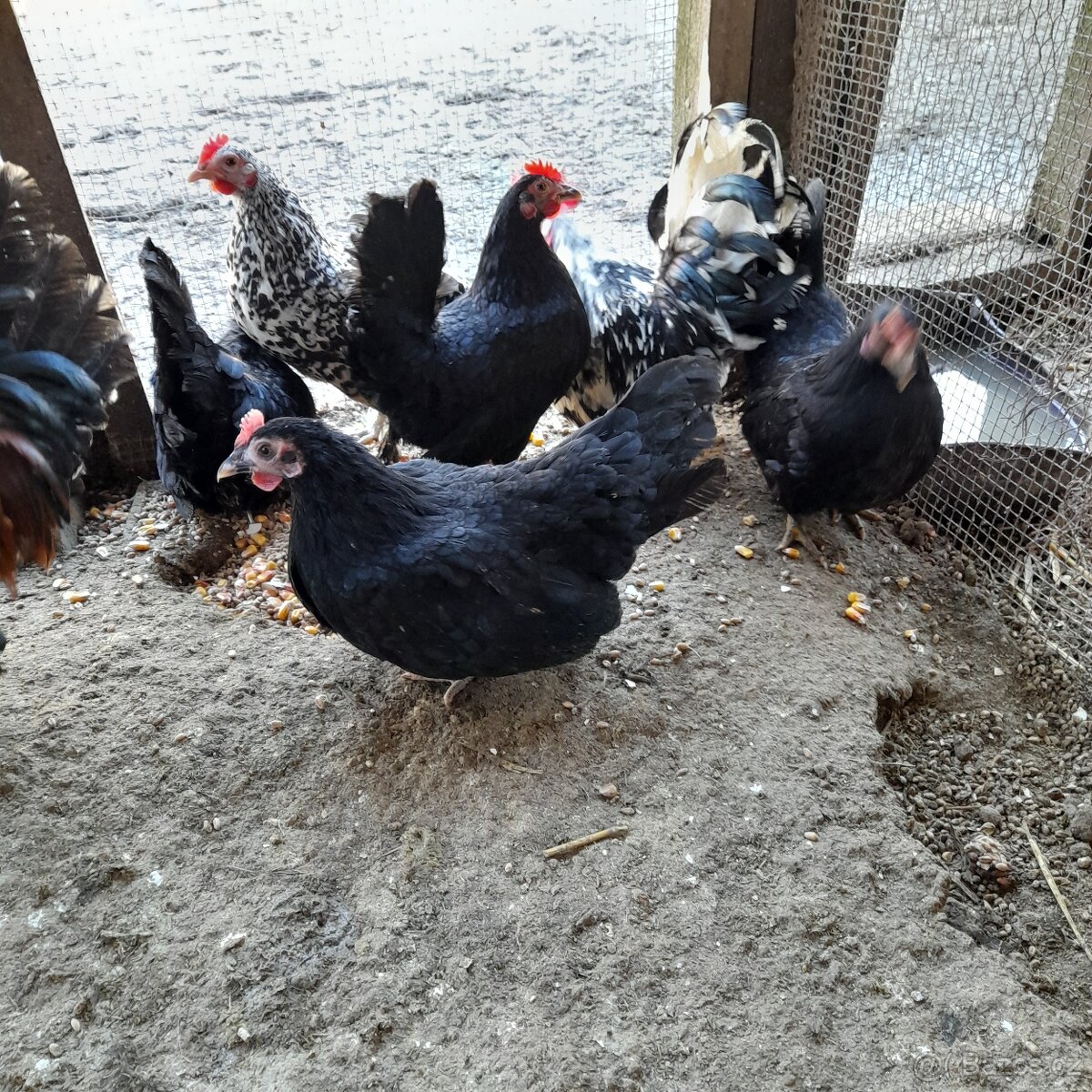 Násadová vajíčka - 3