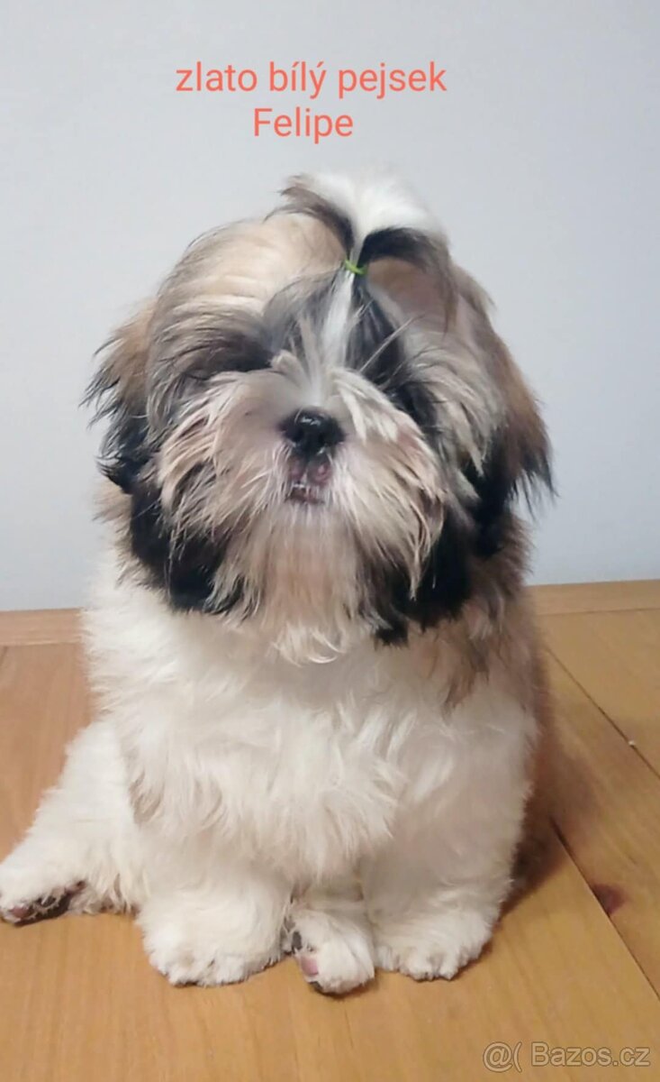 Shih-tzu štěňátka s PP - 3