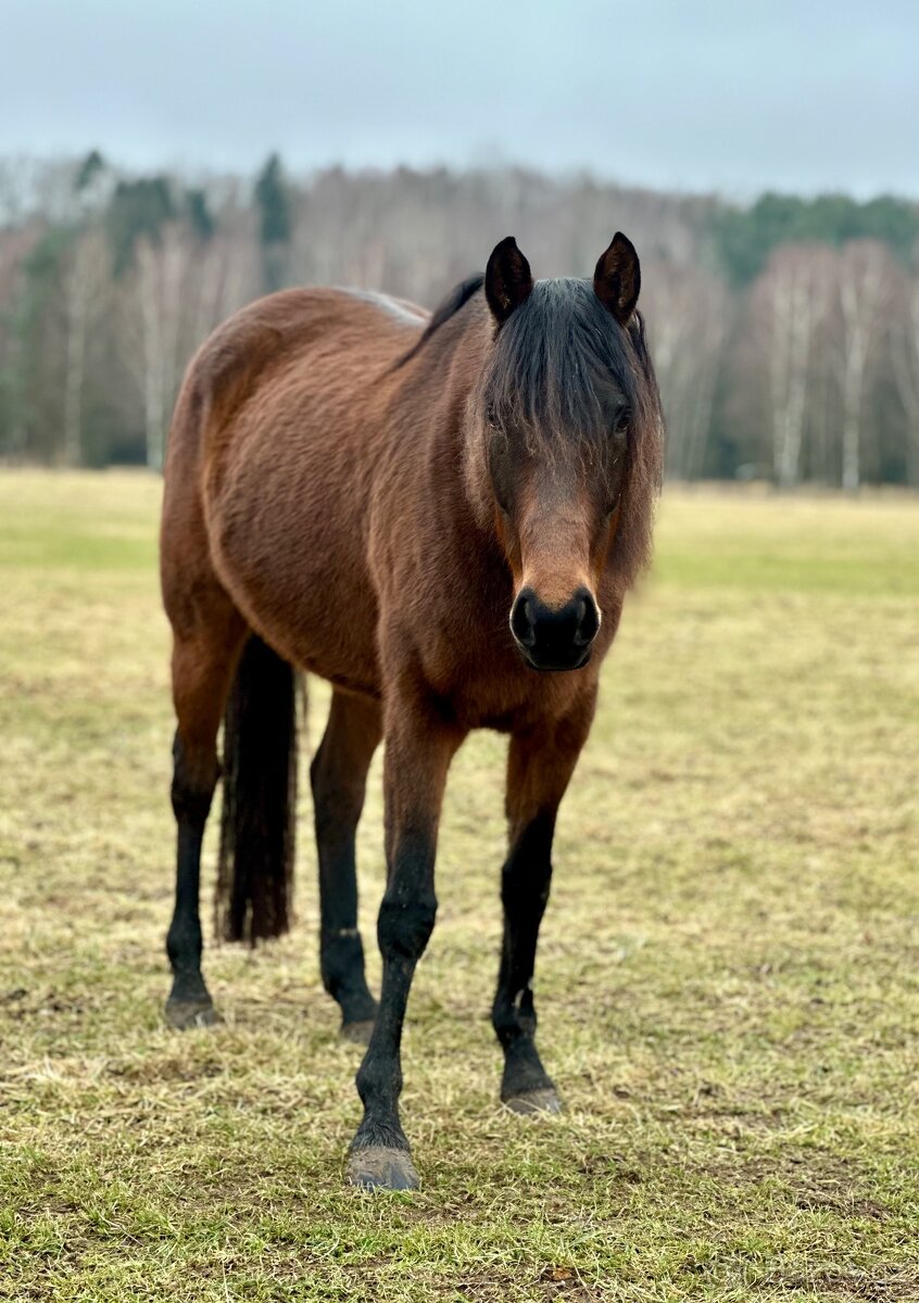Darujeme problémovou kobylku - 3
