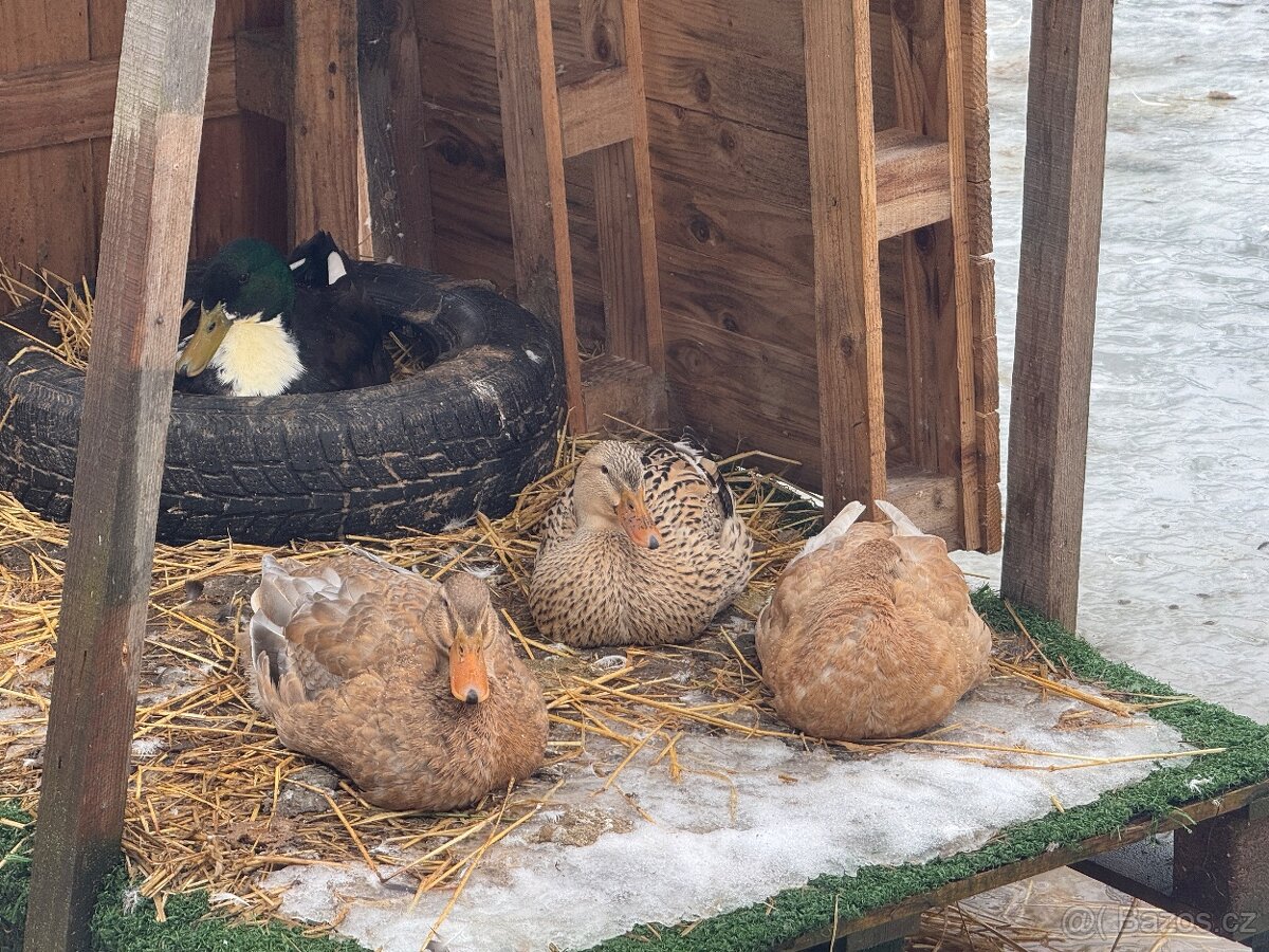 Indický běžec - 3